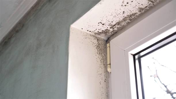 Best Mold Documentation for Insurance Claims  in Wenonah, NJ