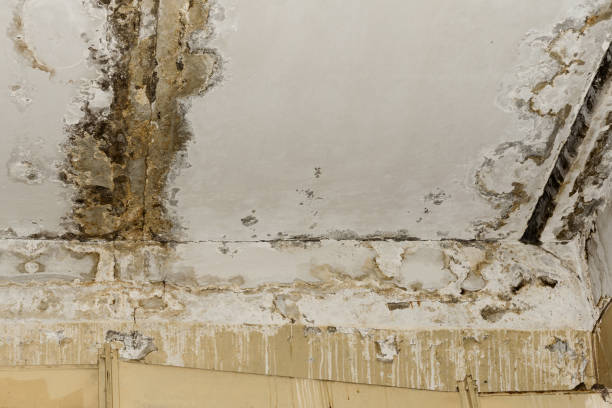 Best Commercial Mold Inspection  in Wenonah, NJ