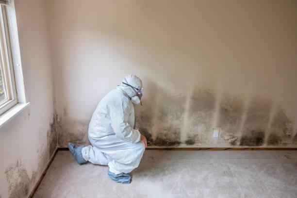 Best Mold Odor Removal Services  in Wenonah, NJ